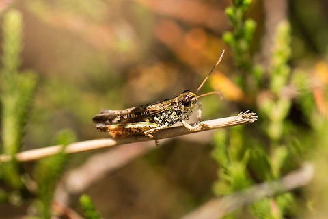 Mottled Grasshopper