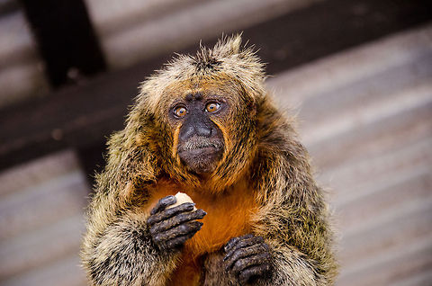 Elize the Tamarin I Meet Elize, a wild Tamarin that is somewhat domesticated by Amazon villagers who feed it.  Amazon,Brazil,Geotagged,Mammals,Monkeys,Tamarin