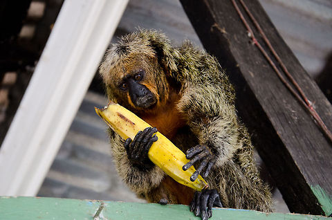 Elize the Tamarin II Meet Elize, a wild Tamarin that is somewhat domesticated by Amazon villagers who feed it. As you can see, Elize has quite an appetite. Amazon,Brazil,Geotagged,Monkeys,Tamarin