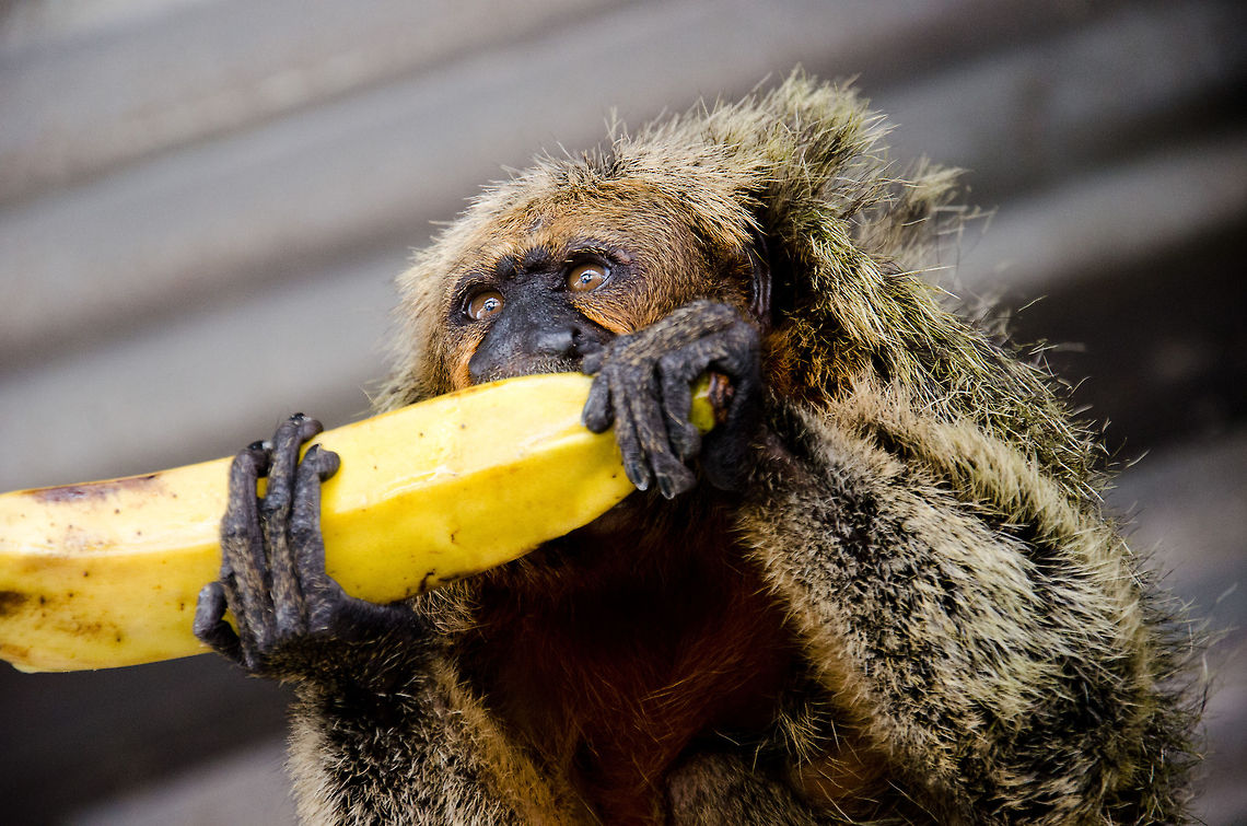 Elize the Tamarin III Meet Elize, a wild Tamarin that is somewhat domesticated by Amazon villagers who feed it. Here she is, the &quot;lady with the moustache&quot;, snacking on a huge banana. Check out her ultra long vingers. Amazon,Brazil,Geotagged,Monkeys,Tamarin