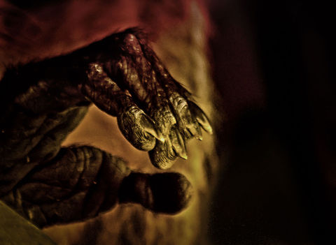 Tamarin hand closeup Creative edit of the hand of a Tamarin monkey. Amazon,Brazil,Geotagged,Monkeys,Tamarin