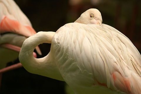 Lazy Flamingo I wish I could sleep on my own back. Aves,Birds,Flamingo,Greater Flamingo,Malaysia,Phoenicopterus roseus