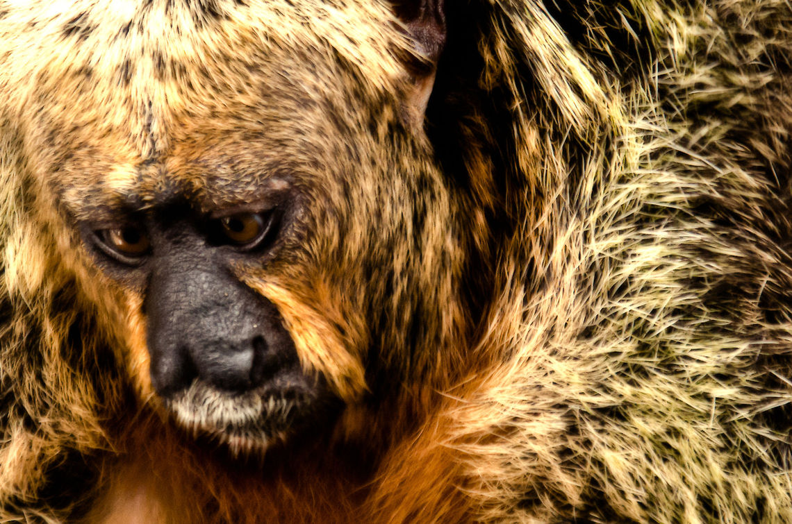 Elize the Tamarin IV Closeup of Elize, a semi-wild Tamarin monkey that often hangs out at an Amazonian village. Amazon,Brazil,Geotagged