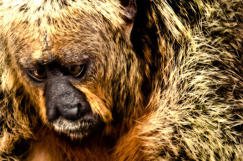 Elize the Tamarin IV Closeup of Elize, a semi-wild Tamarin monkey that often hangs out at an Amazonian village. Amazon,Brazil,Geotagged