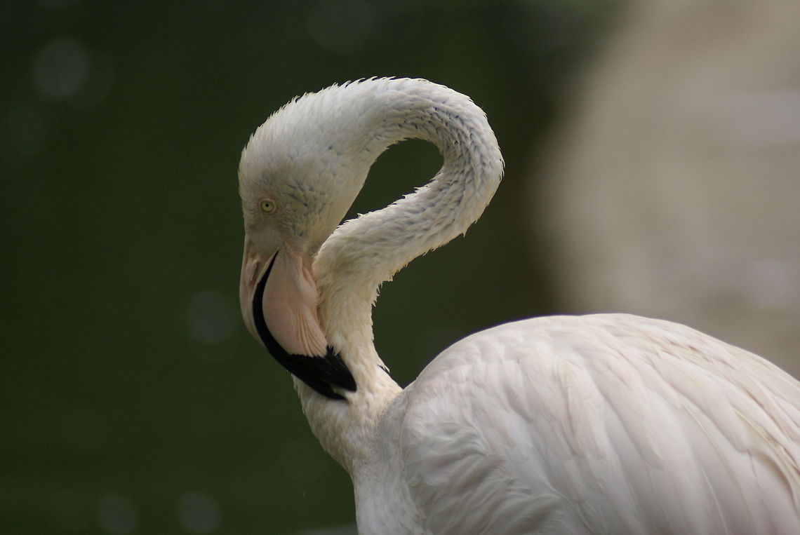 Flamingo closeup Sideview of a white Flamingo clearly showings its oddly curled neck. Aves,Birds,Flamingo,Greater Flamingo,Malaysia,Phoenicopterus roseus