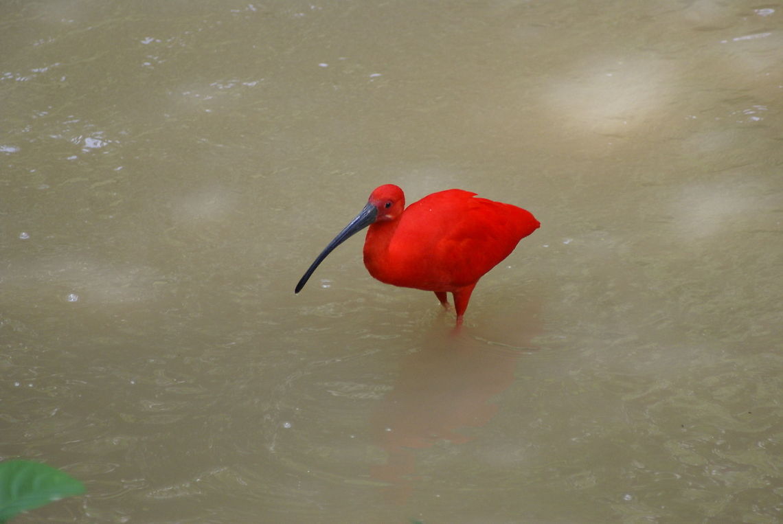 Scarlet Ibis A bird who's feathers are so bright that they hardly cast any shadows. Found at the Kuala Lumpur Bird Park. Asia,Birds,Eudocimus ruber,Malaysia,Scarlet Ibis