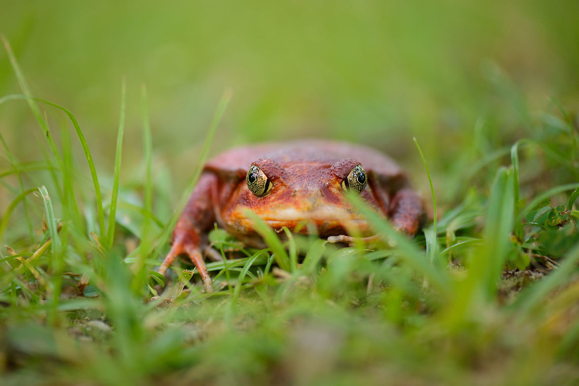Tomato Frog front view in Maroantsetra, Madagascar Opening our Madagascar 2015 set with this first appetizer. With 3 flights behind us, we were in a lodge near the beach of Maroantsetra when we discovered our first Madagascar endemic of this year&#039;s trip, the hilarious Tomato frog. Side view:<br />
<figure class="photo"><a href="https://www.jungledragon.com/image/33338/tomato_frog_side_view_in_maroantsetra_madagascar.html" title="Tomato Frog side view in Maroantsetra, Madagascar"><img src="https://s3.amazonaws.com/media.jungledragon.com/images/2/33338_thumb.jpg?AWSAccessKeyId=05GMT0V3GWVNE7GGM1R2&Expires=1767225610&Signature=1ax3zg6FoSOrLUdVwcvuP6Cmvmo%3D" width="200" height="134" alt="Tomato Frog side view in Maroantsetra, Madagascar  Africa,Dyscophus antongilii,Madagascar,Madagascar North,Maroantsetra,Tomato frog,World" /></a></figure><br />
Size reference:<br />
<figure class="photo"><a href="https://www.jungledragon.com/image/33339/tomato_frog_size_reference_in_maroantsetra_madagascar.html" title="Tomato Frog size reference in Maroantsetra, Madagascar"><img src="https://s3.amazonaws.com/media.jungledragon.com/images/2/33339_thumb.jpg?AWSAccessKeyId=05GMT0V3GWVNE7GGM1R2&Expires=1767225610&Signature=Ez93Qd9gy2mDrql%2BZsUFlkBuhFg%3D" width="200" height="122" alt="Tomato Frog size reference in Maroantsetra, Madagascar Found near our lodge in Maroantsetra. The waiter of the restaurant picked it up for us :) Africa,Dyscophus antongilii,Madagascar,Madagascar North,Maroantsetra,Tomato frog,World" /></a></figure><br />
<br />
When threatened this species will inflate itself. Besides just looking red, it will mimic a tomato even more in that case. Africa,Dyscophus antongilii,Madagascar,Madagascar North,Maroantsetra,Tomato frog,World