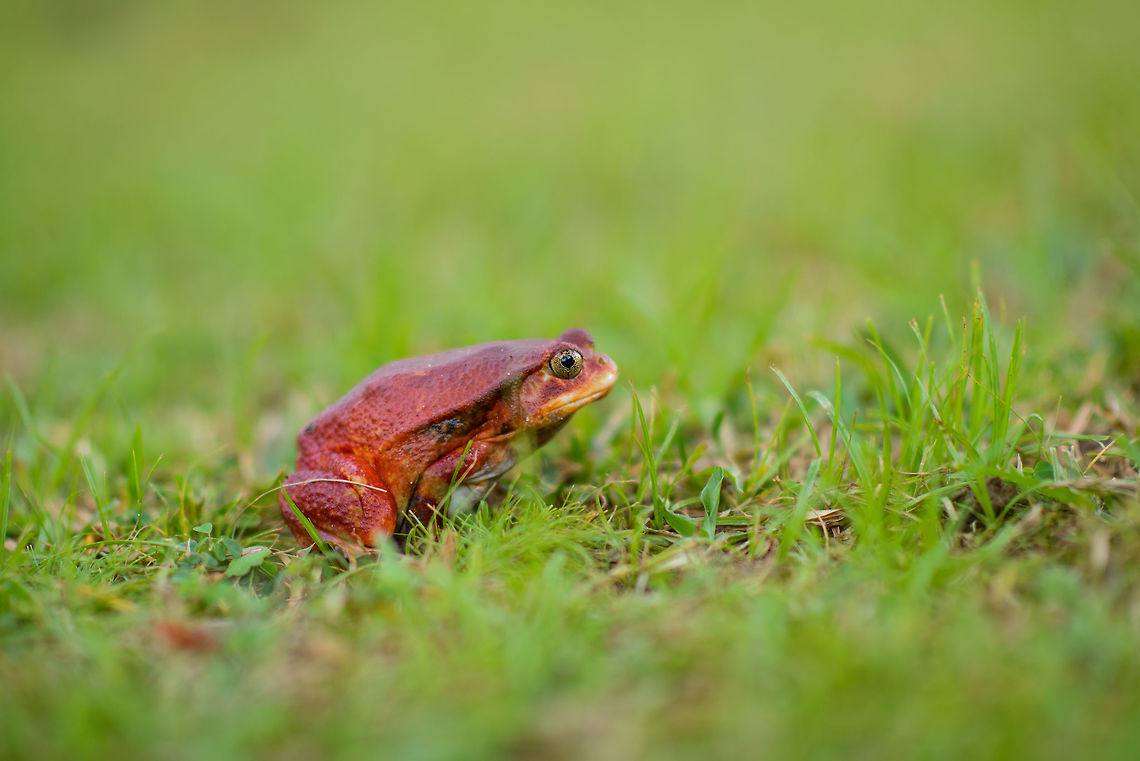 Tomato Frog side view in Maroantsetra, Madagascar  Africa,Dyscophus antongilii,Madagascar,Madagascar North,Maroantsetra,Tomato frog,World