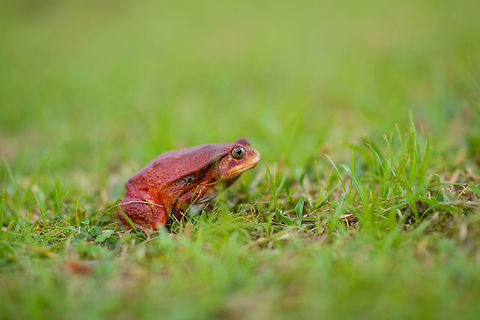 Tomato Frog side view in Maroantsetra, Madagascar  Africa,Dyscophus antongilii,Madagascar,Madagascar North,Maroantsetra,Tomato frog,World
