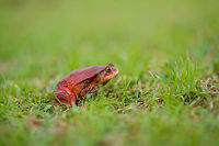 Tomato Frog side view in Maroantsetra, Madagascar  Africa,Dyscophus antongilii,Madagascar,Madagascar North,Maroantsetra,Tomato frog,World