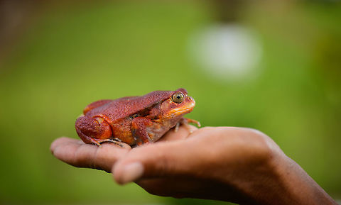 Tomato Frog size reference in Maroantsetra, Madagascar Found near our lodge in Maroantsetra. The waiter of the restaurant picked it up for us :) Africa,Dyscophus antongilii,Madagascar,Madagascar North,Maroantsetra,Tomato frog,World
