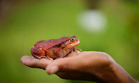 Tomato Frog size reference in Maroantsetra, Madagascar Found near our lodge in Maroantsetra. The waiter of the restaurant picked it up for us :) Africa,Dyscophus antongilii,Madagascar,Madagascar North,Maroantsetra,Tomato frog,World