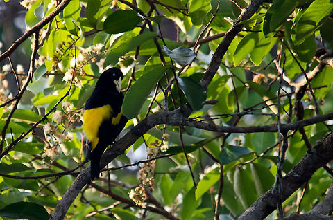Yellow-rumped Cacique (Cacicus cela) Quite a common bird in South America, but pretty and interesting nonetheless. They are particularly known for their song:

"The song of the male Yellow-rumped Cacique is a brilliant mixture of fluting notes with cackles, wheezes and sometimes mimicry. There are also many varied calls, and an active colony can be heard from a considerable distance." Amazon,Brazil,Cacicus cela,Geotagged,Yellow-rumped Cacique,birds