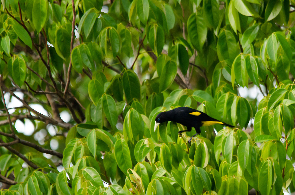 Yellow-rumped Cacique (Cacicus cela) Quite a common bird in South America, but pretty and interesting nonetheless. They are particularly known for their song:<br />
<br />
"The song of the male Yellow-rumped Cacique is a brilliant mixture of fluting notes with cackles, wheezes and sometimes mimicry. There are also many varied calls, and an active colony can be heard from a considerable distance." Amazon,Brazil,Cacicus cela,Geotagged,Yellow-rumped Cacique,birds