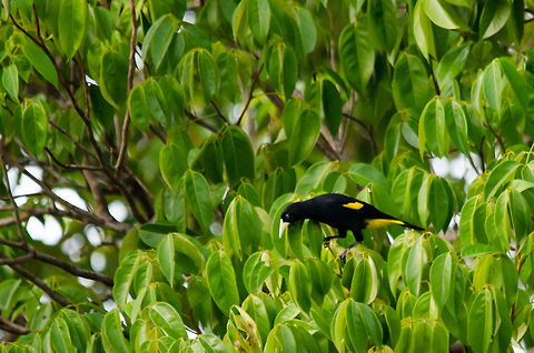 Yellow-rumped Cacique (Cacicus cela) Quite a common bird in South America, but pretty and interesting nonetheless. They are particularly known for their song:

"The song of the male Yellow-rumped Cacique is a brilliant mixture of fluting notes with cackles, wheezes and sometimes mimicry. There are also many varied calls, and an active colony can be heard from a considerable distance." Amazon,Brazil,Cacicus cela,Geotagged,Yellow-rumped Cacique,birds
