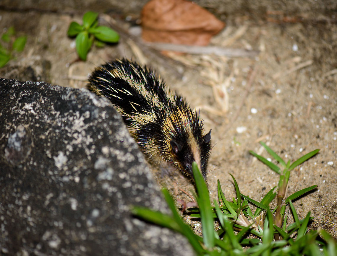 Lowland streaked tenrec in Maroantsetra, Madagascar Yes, I'm definitely cursing at that grass blocking its face, but this is the only photo I have of this species. We found it when returning from dinner and walking back to our lodge at the beach in Maroantsetra. They are quite active and fast and keep changing direction, making them hard to photograph. <br />
<br />
Tenrecs are a very interesting and diverse family of mammals of which most only occur in Madagascar, yet somehow their isolated evolution led to features we recognize in other places and species. This one has a lot in common with hedgehogs, for example.<br />
<br />
Fun fact for this particular streaked tenrec species: it is the only mammal in the world known to produce sound by rubbing body parts together, a process called stridulation. They vibrate their quills to communicate with others.<br />
<br />
One minute after this capture and only a few meters apart, we found the arch enemy of all tenrecs:<br />
<figure class="photo"><a href="https://www.jungledragon.com/image/33363/madagascar_night_snake_madagascarophis_colubrinus.html" title="Madagascar Night Snake (Madagascarophis colubrinus)"><img src="https://s3.amazonaws.com/media.jungledragon.com/images/2/33363_thumb.jpg?AWSAccessKeyId=05GMT0V3GWVNE7GGM1R2&Expires=1763596810&Signature=c943xINgfkR5EknM5Q%2BKEu0%2F78E%3D" width="200" height="128" alt="Madagascar Night Snake (Madagascarophis colubrinus) Another common name used for this species is the Malagasy Cat-eyed Snake, which is confusing, since that is also the name of its genus, which contains 4 different species. Some even refer to it as the Malagasy Common Snake, even more confusing. <br />
<br />
My girl Henriette spotted this one whilst we returned from dinner, on the way back to our lodge. Potential prey for this snake was found a few meters away, only one minute earlier:<br />
http://www.jungledragon.com/image/33360/lowland_streaked_tenrec_in_maroantsetra_madagascar.html Africa,Geotagged,Madagascar,Madagascar North,Madagascarophis colubrinus,Malagasy Cat-eyed Snake,Maroantsetra,Spring,World" /></a></figure> Africa,Geotagged,Hemicentetes semispinosus,Lowland streaked tenrec,Madagascar,Madagascar North,Maroantsetra,Spring,World