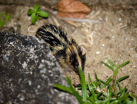 Lowland streaked tenrec in Maroantsetra, Madagascar Yes, I'm definitely cursing at that grass blocking its face, but this is the only photo I have of this species. We found it when returning from dinner and walking back to our lodge at the beach in Maroantsetra. They are quite active and fast and keep changing direction, making them hard to photograph. 

Tenrecs are a very interesting and diverse family of mammals of which most only occur in Madagascar, yet somehow their isolated evolution led to features we recognize in other places and species. This one has a lot in common with hedgehogs, for example.

Fun fact for this particular streaked tenrec species: it is the only mammal in the world known to produce sound by rubbing body parts together, a process called stridulation. They vibrate their quills to communicate with others.

One minute after this capture and only a few meters apart, we found the arch enemy of all tenrecs:
http://www.jungledragon.com/image/33363/madagascar_night_snake_madagascarophis_colubrinus.html Africa,Geotagged,Hemicentetes semispinosus,Lowland streaked tenrec,Madagascar,Madagascar North,Maroantsetra,Spring,World