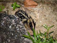Lowland streaked tenrec in Maroantsetra, Madagascar Yes, I'm definitely cursing at that grass blocking its face, but this is the only photo I have of this species. We found it when returning from dinner and walking back to our lodge at the beach in Maroantsetra. They are quite active and fast and keep changing direction, making them hard to photograph. <br />
<br />
Tenrecs are a very interesting and diverse family of mammals of which most only occur in Madagascar, yet somehow their isolated evolution led to features we recognize in other places and species. This one has a lot in common with hedgehogs, for example.<br />
<br />
Fun fact for this particular streaked tenrec species: it is the only mammal in the world known to produce sound by rubbing body parts together, a process called stridulation. They vibrate their quills to communicate with others.<br />
<br />
One minute after this capture and only a few meters apart, we found the arch enemy of all tenrecs:<br />
http://www.jungledragon.com/image/33363/madagascar_night_snake_madagascarophis_colubrinus.html Africa,Geotagged,Hemicentetes semispinosus,Lowland streaked tenrec,Madagascar,Madagascar North,Maroantsetra,Spring,World