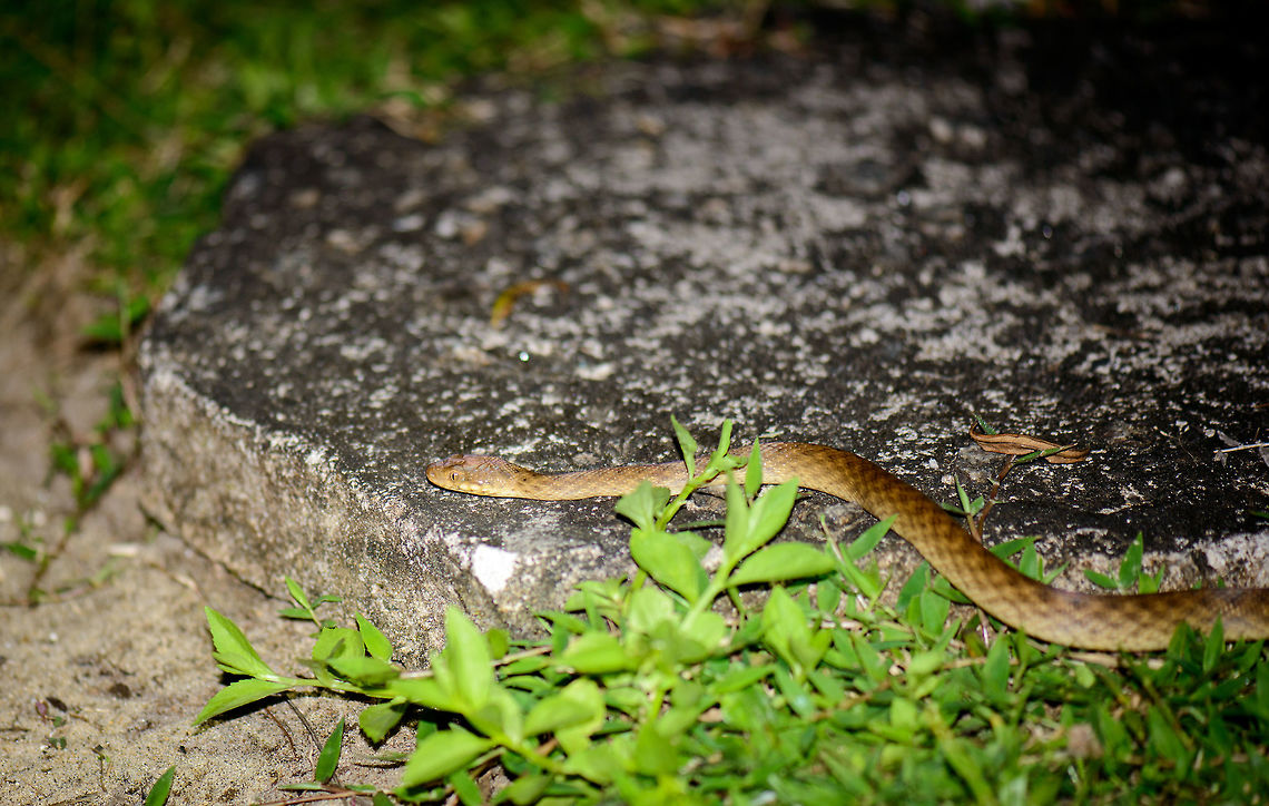 Madagascar Night Snake (Madagascarophis colubrinus) Another common name used for this species is the Malagasy Cat-eyed Snake, which is confusing, since that is also the name of its genus, which contains 4 different species. Some even refer to it as the Malagasy Common Snake, even more confusing. <br />
<br />
My girl Henriette spotted this one whilst we returned from dinner, on the way back to our lodge. Potential prey for this snake was found a few meters away, only one minute earlier:<br />
<figure class="photo"><a href="https://www.jungledragon.com/image/33360/lowland_streaked_tenrec_in_maroantsetra_madagascar.html" title="Lowland streaked tenrec in Maroantsetra, Madagascar"><img src="https://s3.amazonaws.com/media.jungledragon.com/images/2/33360_thumb.jpg?AWSAccessKeyId=05GMT0V3GWVNE7GGM1R2&Expires=1759968010&Signature=noPazotLyUnFpqmO8UaMeO0dN%2F8%3D" width="200" height="154" alt="Lowland streaked tenrec in Maroantsetra, Madagascar Yes, I&#039;m definitely cursing at that grass blocking its face, but this is the only photo I have of this species. We found it when returning from dinner and walking back to our lodge at the beach in Maroantsetra. They are quite active and fast and keep changing direction, making them hard to photograph. <br />
<br />
Tenrecs are a very interesting and diverse family of mammals of which most only occur in Madagascar, yet somehow their isolated evolution led to features we recognize in other places and species. This one has a lot in common with hedgehogs, for example.<br />
<br />
Fun fact for this particular streaked tenrec species: it is the only mammal in the world known to produce sound by rubbing body parts together, a process called stridulation. They vibrate their quills to communicate with others.<br />
<br />
One minute after this capture and only a few meters apart, we found the arch enemy of all tenrecs:<br />
http://www.jungledragon.com/image/33363/madagascar_night_snake_madagascarophis_colubrinus.html Africa,Geotagged,Hemicentetes semispinosus,Lowland streaked tenrec,Madagascar,Madagascar North,Maroantsetra,Spring,World" /></a></figure> Africa,Geotagged,Madagascar,Madagascar North,Madagascarophis colubrinus,Malagasy Cat-eyed Snake,Maroantsetra,Spring,World