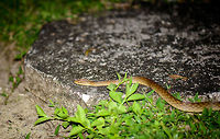 Madagascar Night Snake (Madagascarophis colubrinus) Another common name used for this species is the Malagasy Cat-eyed Snake, which is confusing, since that is also the name of its genus, which contains 4 different species. Some even refer to it as the Malagasy Common Snake, even more confusing. <br />
<br />
My girl Henriette spotted this one whilst we returned from dinner, on the way back to our lodge. Potential prey for this snake was found a few meters away, only one minute earlier:<br />
http://www.jungledragon.com/image/33360/lowland_streaked_tenrec_in_maroantsetra_madagascar.html Africa,Geotagged,Madagascar,Madagascar North,Madagascarophis colubrinus,Malagasy Cat-eyed Snake,Maroantsetra,Spring,World