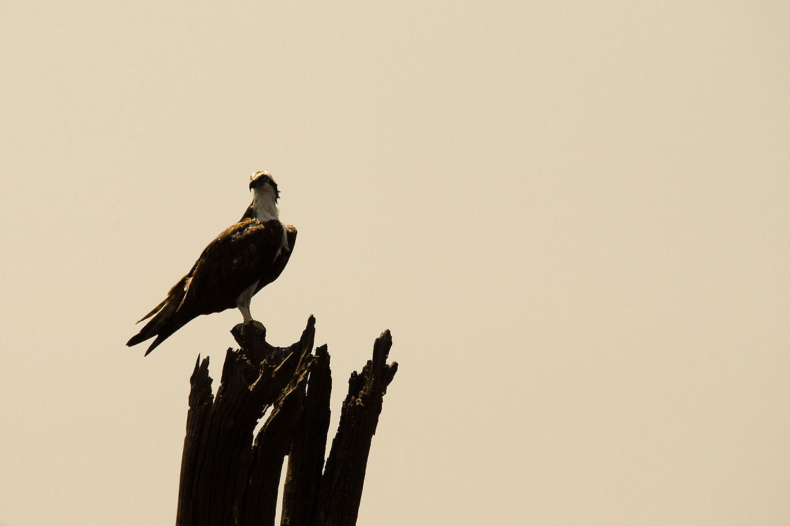 Amazon bird of prey Don't know the exact specie yet, spotted near Manaus, Brazil, along the river. Amazon,Bird of prey,Brazil,Eagle,Geotagged,Osprey,Pandion haliaetus,birds