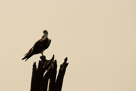 Amazon bird of prey Don't know the exact specie yet, spotted near Manaus, Brazil, along the river. Amazon,Bird of prey,Brazil,Eagle,Geotagged,Osprey,Pandion haliaetus,birds