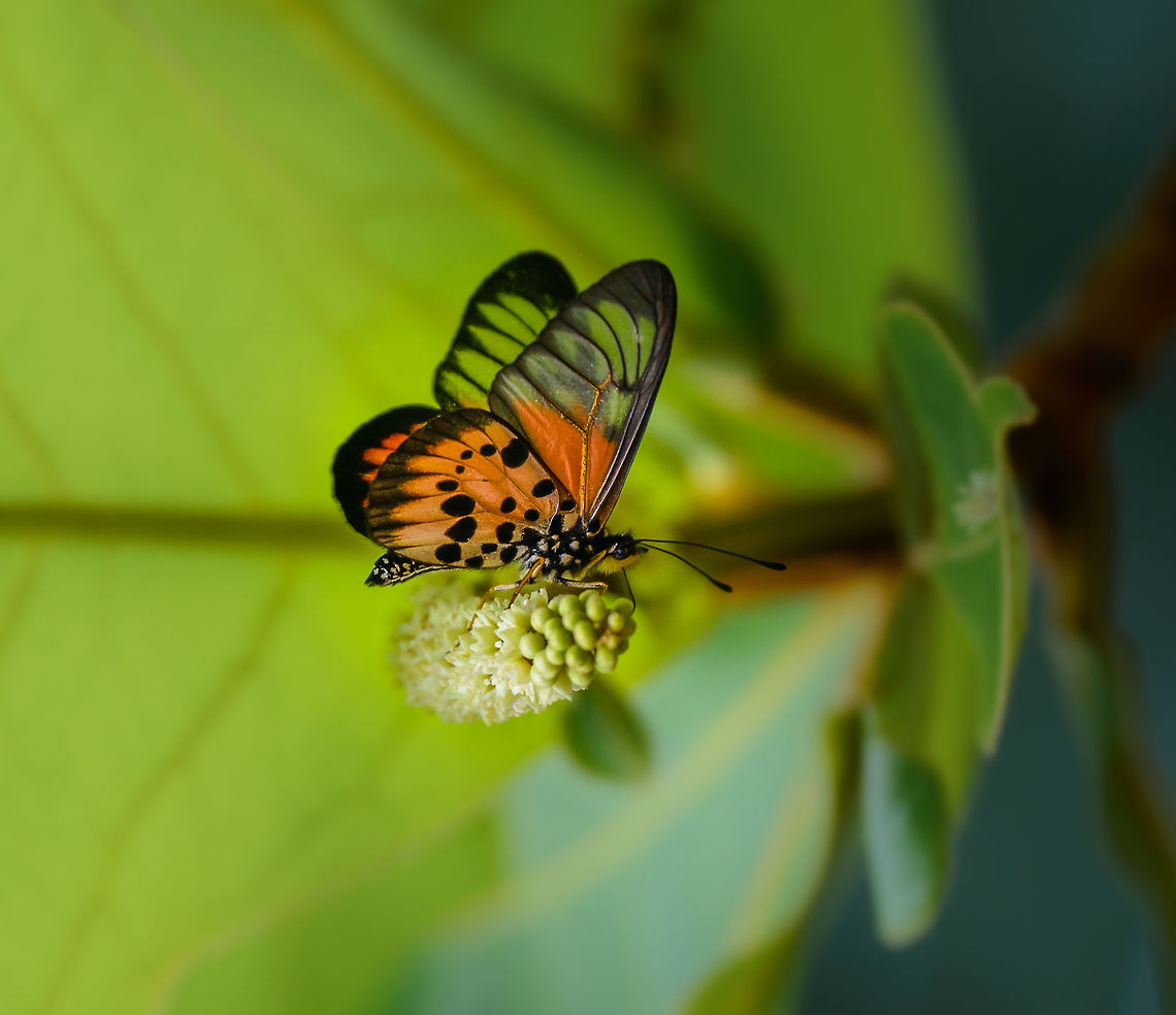 Red Clear-wing butterfly (Acraea masamba) - sideview, on Nosy Mangabe It is quite small but it caught my attention when it was flying and reflecting light. Acraea masamba,Africa,Geotagged,Madagascar,Madagascar North,Nosy Mangabe,Spring,World