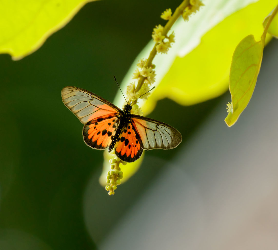 Red Clear-wing butterfly (Acraea masambla) on Nosy Mangabe Found high up on a leaf, so I had to capture this one with my tele. Acraea masamba,Africa,Geotagged,Madagascar,Madagascar North,Nosy Mangabe,Spring,World