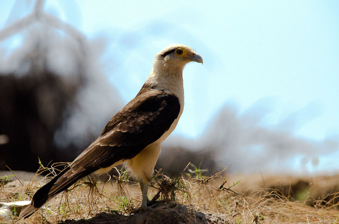 Black and White Hawk-eagle in the Amazon Black and White Hawk-eagle in the Amazon. Bird of prey,Brazil,Geotagged,Milvago chimachima,Yellow-headed caracara,birds