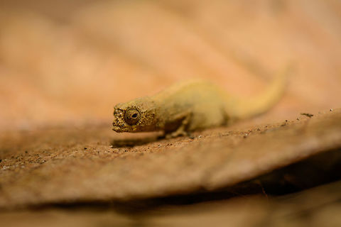 Peyrieras Pygmy Chameleon on leaf in Nosy Mangabe - closeup, Madagascar A beautiful member of the very interesting family of Brookesia chameleons, often tiny in appearance and well camouflaged. The leaf gives an idea of its small size. Found on the island of Nosy Mangabe, which we had all to ourselves on this day. 
http://www.jungledragon.com/image/33408/peyrieras_pygmy_chameleon_on_leaf_in_nosy_mangabe_madagascar.html
http://www.jungledragon.com/image/33409/peyrieras_pygmy_chameleon_on_leaf_in_nosy_mangabe_-_front_view_madagascar.html Africa,Brookesia peyrierasi,Geotagged,Madagascar,Madagascar North,Nosy Mangabe,Peyrieras Pygmy Chameleon,Spring,World