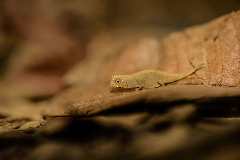 Peyrieras Pygmy Chameleon on leaf in Nosy Mangabe, Madagascar A beautiful member of the very interesting family of Brookesia chameleons, often tiny in appearance and well camouflaged. The leaf gives an idea of its small size. Found on the island of Nosy Mangabe, which we had all to ourselves on this day.
http://www.jungledragon.com/image/33407/peyrieras_pygmy_chameleon_on_leaf_in_nosy_mangabe_-_closeup_madagascar.html

http://www.jungledragon.com/image/33409/peyrieras_pygmy_chameleon_on_leaf_in_nosy_mangabe_-_front_view_madagascar.html Africa,Brookesia peyrierasi,Geotagged,Madagascar,Madagascar North,Nosy Mangabe,Peyrieras Pygmy Chameleon,Spring,World