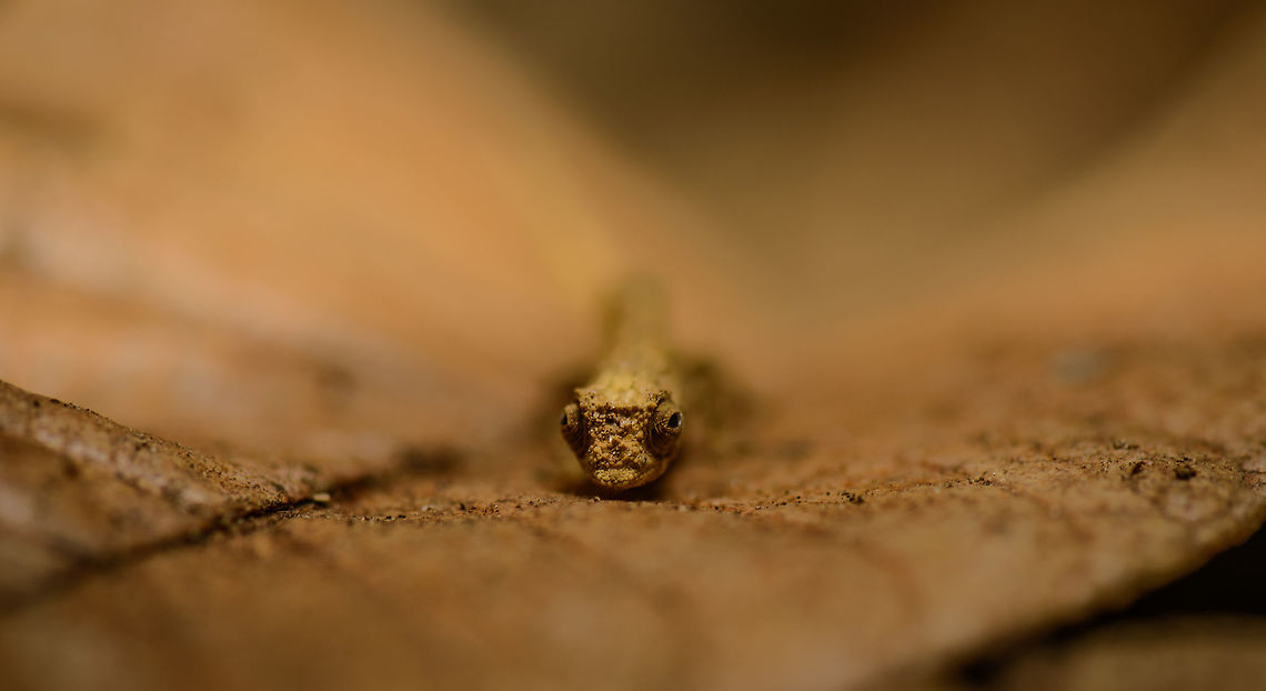 Peyrieras Pygmy Chameleon on leaf in Nosy Mangabe - front view, Madagascar A beautiful member of the very interesting family of Brookesia chameleons, often tiny in appearance and well camouflaged. The leaf gives an idea of its small size. Found on the island of Nosy Mangabe, which we had all to ourselves on this day. <br />
<figure class="photo"><a href="https://www.jungledragon.com/image/33408/peyrieras_pygmy_chameleon_on_leaf_in_nosy_mangabe_madagascar.html" title="Peyrieras Pygmy Chameleon on leaf in Nosy Mangabe, Madagascar"><img src="https://s3.amazonaws.com/media.jungledragon.com/images/2/33408_thumb.jpg?AWSAccessKeyId=05GMT0V3GWVNE7GGM1R2&Expires=1759968010&Signature=6qe88IragGKeYk%2Bq9rxcDQLesQk%3D" width="200" height="134" alt="Peyrieras Pygmy Chameleon on leaf in Nosy Mangabe, Madagascar A beautiful member of the very interesting family of Brookesia chameleons, often tiny in appearance and well camouflaged. The leaf gives an idea of its small size. Found on the island of Nosy Mangabe, which we had all to ourselves on this day.<br />
http://www.jungledragon.com/image/33407/peyrieras_pygmy_chameleon_on_leaf_in_nosy_mangabe_-_closeup_madagascar.html<br />
<br />
http://www.jungledragon.com/image/33409/peyrieras_pygmy_chameleon_on_leaf_in_nosy_mangabe_-_front_view_madagascar.html Africa,Brookesia peyrierasi,Geotagged,Madagascar,Madagascar North,Nosy Mangabe,Peyrieras Pygmy Chameleon,Spring,World" /></a></figure><br />
<figure class="photo"><a href="https://www.jungledragon.com/image/33407/peyrieras_pygmy_chameleon_on_leaf_in_nosy_mangabe_-_closeup_madagascar.html" title="Peyrieras Pygmy Chameleon on leaf in Nosy Mangabe - closeup, Madagascar"><img src="https://s3.amazonaws.com/media.jungledragon.com/images/2/33407_thumb.jpg?AWSAccessKeyId=05GMT0V3GWVNE7GGM1R2&Expires=1759968010&Signature=oE5NUhOMxZEhDzcRbxwifRd7HcI%3D" width="200" height="134" alt="Peyrieras Pygmy Chameleon on leaf in Nosy Mangabe - closeup, Madagascar A beautiful member of the very interesting family of Brookesia chameleons, often tiny in appearance and well camouflaged. The leaf gives an idea of its small size. Found on the island of Nosy Mangabe, which we had all to ourselves on this day. <br />
http://www.jungledragon.com/image/33408/peyrieras_pygmy_chameleon_on_leaf_in_nosy_mangabe_madagascar.html<br />
http://www.jungledragon.com/image/33409/peyrieras_pygmy_chameleon_on_leaf_in_nosy_mangabe_-_front_view_madagascar.html Africa,Brookesia peyrierasi,Geotagged,Madagascar,Madagascar North,Nosy Mangabe,Peyrieras Pygmy Chameleon,Spring,World" /></a></figure> Africa,Brookesia peyrierasi,Geotagged,Madagascar,Madagascar North,Nosy Mangabe,Peyrieras Pygmy Chameleon,Spring,World