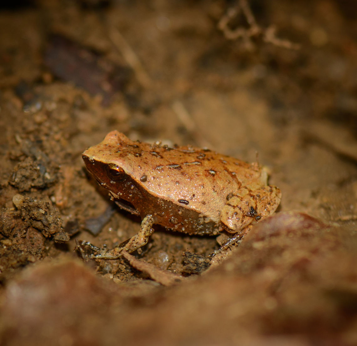 Plethodontohyla notosticta closeup, Nosy Mongabe, Madagascar Sometimes the common name "Narrow-mouthed frog" is used for this species, but that's not accurate, because it is the common name of the genus, which contains 9 species, all endemic to Madagascar. I narrowed those 9 down based on distribution and believe to have found a species match, based on this reference image:<br />
<br />
<a href="http://www.alamy.com/stock-photo-narrow-mouthed-frog-plethodontohyla-notosticta-nosy-mangabe-madagascar-87793154.html" rel="nofollow">http://www.alamy.com/stock-photo-narrow-mouthed-frog-plethodontohyla-notosticta-nosy-mangabe-madagascar-87793154.html</a><br />
<br />
That still does not make it a sure match, as various sources are conflicting in what their real distribution is.<br />
<br />
Small frogs (and chameleons) for us were a very pleasant surprise in Nosy Mangabe, like discovering a whole new category of life. As the island has almost no birds, it's an interesting category to turn your attention to, not to forget the lemurs of course. Here is a habitat shot for an idea of its size:<br />
<figure class="photo"><a href="https://www.jungledragon.com/image/33433/plethodontohyla_notosticta_habitat_shot_nosy_mongabe_madagascar.html" title="Plethodontohyla notosticta habitat shot, Nosy Mongabe, Madagascar"><img src="https://s3.amazonaws.com/media.jungledragon.com/images/2/33433_thumb.jpg?AWSAccessKeyId=05GMT0V3GWVNE7GGM1R2&Expires=1759968010&Signature=X32me3FXHyb7X1%2FfzgCfJk59MJQ%3D" width="200" height="134" alt="Plethodontohyla notosticta habitat shot, Nosy Mongabe, Madagascar Sometimes the common name "Narrow-mouthed frog" is used for this species, but that's not accurate, because it is the common name of the genus, which contains 9 species, all endemic to Madagascar. I narrowed those 9 down based on distribution and believe to have found a species match, based on this reference image:<br />
<br />
http://www.alamy.com/stock-photo-narrow-mouthed-frog-plethodontohyla-notosticta-nosy-mangabe-madagascar-87793154.html<br />
<br />
Small frogs (and chameleons) for us were a very pleasant surprise in Nosy Mangabe, like discovering a whole new category of life. As the island has almost no birds, it's an interesting category to turn your attention to, not to forget the lemurs of course. Closeup:<br />
http://www.jungledragon.com/image/33432/plethodontohyla_notosticta_closeup_nosy_mongabe_madagascar.html Africa,Madagascar,Madagascar North,Nosy Mangabe,Plethodontohyla notosticta,World" /></a></figure> Africa,Geotagged,Madagascar,Madagascar North,Nosy Mangabe,Plethodontohyla notosticta,Spring,World