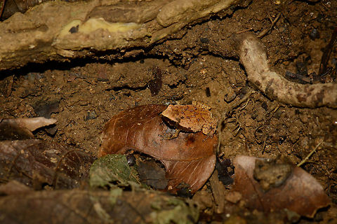 Plethodontohyla notosticta habitat shot, Nosy Mongabe, Madagascar Sometimes the common name "Narrow-mouthed frog" is used for this species, but that's not accurate, because it is the common name of the genus, which contains 9 species, all endemic to Madagascar. I narrowed those 9 down based on distribution and believe to have found a species match, based on this reference image:

http://www.alamy.com/stock-photo-narrow-mouthed-frog-plethodontohyla-notosticta-nosy-mangabe-madagascar-87793154.html

Small frogs (and chameleons) for us were a very pleasant surprise in Nosy Mangabe, like discovering a whole new category of life. As the island has almost no birds, it's an interesting category to turn your attention to, not to forget the lemurs of course. Closeup:
http://www.jungledragon.com/image/33432/plethodontohyla_notosticta_closeup_nosy_mongabe_madagascar.html Africa,Madagascar,Madagascar North,Nosy Mangabe,Plethodontohyla notosticta,World