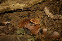 Plethodontohyla notosticta habitat shot, Nosy Mongabe, Madagascar Sometimes the common name "Narrow-mouthed frog" is used for this species, but that's not accurate, because it is the common name of the genus, which contains 9 species, all endemic to Madagascar. I narrowed those 9 down based on distribution and believe to have found a species match, based on this reference image:<br />
<br />
http://www.alamy.com/stock-photo-narrow-mouthed-frog-plethodontohyla-notosticta-nosy-mangabe-madagascar-87793154.html<br />
<br />
Small frogs (and chameleons) for us were a very pleasant surprise in Nosy Mangabe, like discovering a whole new category of life. As the island has almost no birds, it's an interesting category to turn your attention to, not to forget the lemurs of course. Closeup:<br />
http://www.jungledragon.com/image/33432/plethodontohyla_notosticta_closeup_nosy_mongabe_madagascar.html Africa,Madagascar,Madagascar North,Nosy Mangabe,Plethodontohyla notosticta,World