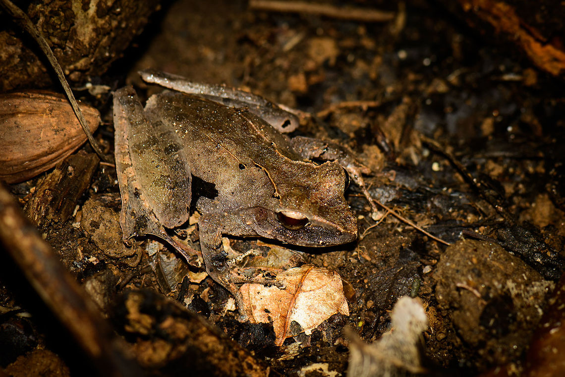 Closeup of Mantidactylus luteus in Nosy Mongabe, Madagascar It's taking me at least an hour per frog species to even find a species candidate, still an interesting category of wildlife to learn about. I've based this identification on this reference image:<br />
<br />
<a href="http://www.wildherps.com/species/M.luteus.html" rel="nofollow">http://www.wildherps.com/species/M.luteus.html</a><br />
<br />
Furthermore, there is the pointy "snout" and ridges on its back which seem to match, as well as the distribution. I could still be wrong though, so feel free to challenge the identification. Note that this is a macro shot, here it is from a normal point of view, about the size of an average-sized leaf:<br />
<figure class="photo"><a href="https://www.jungledragon.com/image/33447/habitat_shot_of_mantidactylus_luteus_in_nosy_mongabe_madagascar.html" title="Habitat shot of Mantidactylus luteus in Nosy Mongabe, Madagascar"><img src="https://s3.amazonaws.com/media.jungledragon.com/images/2/33447_thumb.jpg?AWSAccessKeyId=05GMT0V3GWVNE7GGM1R2&Expires=1770854410&Signature=Z1bT26TeP9R%2FyVxV%2Fft3%2FEtsZMI%3D" width="200" height="134" alt="Habitat shot of Mantidactylus luteus in Nosy Mongabe, Madagascar It's taking me at least an hour per frog species to even find a species candidate, still an interesting category of wildlife to learn about. I've based this identification on this reference image:<br />
<br />
http://www.wildherps.com/species/M.luteus.html<br />
<br />
Furthermore, there is the pointy "snout" and ridges on its back which seem to match, as well as the distribution. I could still be wrong though, so feel free to challenge the identification. Closeup:<br />
http://www.jungledragon.com/image/33446/closeup_of_mantidactylus_luteus_in_nosy_mongabe_madagascar.html Africa,Geotagged,Madagascar,Madagascar North,Mantidactylus luteus,Nosy Mangabe,Spring,World" /></a></figure><br />
<br />
Although the photo may not suggest it, these frogs are so well camouflaged that if you look away (for example to adjust camera settings), you will have trouble finding it again even if it has not moved. Their pattern messes with your sense of depth. Africa,Geotagged,Madagascar,Madagascar North,Mantidactylus luteus,Nosy Mangabe,Spring,World