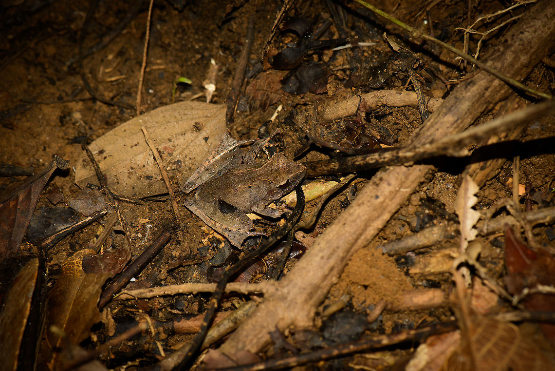 Habitat shot of Mantidactylus luteus in Nosy Mongabe, Madagascar It's taking me at least an hour per frog species to even find a species candidate, still an interesting category of wildlife to learn about. I've based this identification on this reference image:<br />
<br />
<a href="http://www.wildherps.com/species/M.luteus.html" rel="nofollow">http://www.wildherps.com/species/M.luteus.html</a><br />
<br />
Furthermore, there is the pointy "snout" and ridges on its back which seem to match, as well as the distribution. I could still be wrong though, so feel free to challenge the identification. Closeup:<br />
<figure class="photo"><a href="https://www.jungledragon.com/image/33446/closeup_of_mantidactylus_luteus_in_nosy_mongabe_madagascar.html" title="Closeup of Mantidactylus luteus in Nosy Mongabe, Madagascar"><img src="https://s3.amazonaws.com/media.jungledragon.com/images/2/33446_thumb.jpg?AWSAccessKeyId=05GMT0V3GWVNE7GGM1R2&Expires=1770854410&Signature=QsS7riJD7L1tL%2BHet8rn2deznLo%3D" width="200" height="134" alt="Closeup of Mantidactylus luteus in Nosy Mongabe, Madagascar It's taking me at least an hour per frog species to even find a species candidate, still an interesting category of wildlife to learn about. I've based this identification on this reference image:<br />
<br />
http://www.wildherps.com/species/M.luteus.html<br />
<br />
Furthermore, there is the pointy "snout" and ridges on its back which seem to match, as well as the distribution. I could still be wrong though, so feel free to challenge the identification. Note that this is a macro shot, here it is from a normal point of view, about the size of an average-sized leaf:<br />
http://www.jungledragon.com/image/33447/habitat_shot_of_mantidactylus_luteus_in_nosy_mongabe_madagascar.html<br />
<br />
Although the photo may not suggest it, these frogs are so well camouflaged that if you look away (for example to adjust camera settings), you will have trouble finding it again even if it has not moved. Their pattern messes with your sense of depth. Africa,Geotagged,Madagascar,Madagascar North,Mantidactylus luteus,Nosy Mangabe,Spring,World" /></a></figure> Africa,Geotagged,Madagascar,Madagascar North,Mantidactylus luteus,Nosy Mangabe,Spring,World