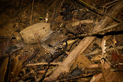 Habitat shot of Mantidactylus luteus in Nosy Mongabe, Madagascar It's taking me at least an hour per frog species to even find a species candidate, still an interesting category of wildlife to learn about. I've based this identification on this reference image:

http://www.wildherps.com/species/M.luteus.html

Furthermore, there is the pointy "snout" and ridges on its back which seem to match, as well as the distribution. I could still be wrong though, so feel free to challenge the identification. Closeup:
http://www.jungledragon.com/image/33446/closeup_of_mantidactylus_luteus_in_nosy_mongabe_madagascar.html Africa,Geotagged,Madagascar,Madagascar North,Mantidactylus luteus,Nosy Mangabe,Spring,World