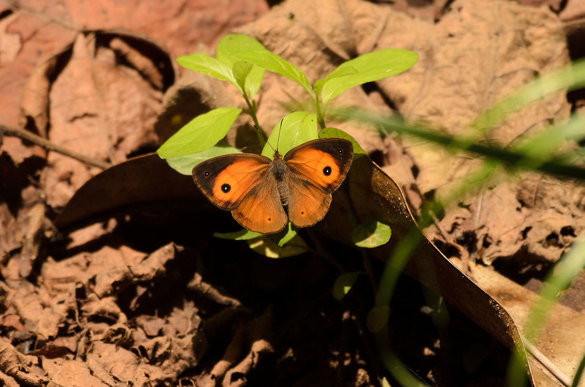 Heteropsis narcissus on Nosy Mongabe, Madagascar Update: identified by an external expert.  Africa,Geotagged,Heteropsis narcissus,Madagascar,Madagascar North,Nosy Mangabe,Spring,World