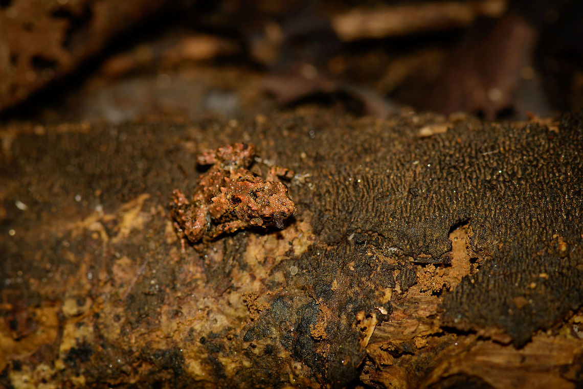 Stumpffia analanjirofo closeup, Nosy Mangabe, Madagascar  Africa,Geotagged,Madagascar,Madagascar North,Nosy Mangabe,Spring,Stumpffia analanjirofo,World