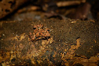 Stumpffia analanjirofo closeup, Nosy Mangabe, Madagascar  Africa,Geotagged,Madagascar,Madagascar North,Nosy Mangabe,Spring,Stumpffia analanjirofo,World