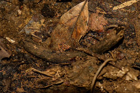 Stumpffia analanjirofo habitat view, Nosy Mangabe, Madagascar Closeup:
http://www.jungledragon.com/image/33494/mantidactylus_malagasius_presumed_closeup_nosy_mangabe_madagascar.html Africa,Madagascar,Madagascar North,Nosy Mangabe,Stumpffia analanjirofo,World