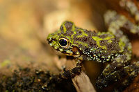 Webb's Madagascar Frog - macro, Nosy Mangabe, Madagascar A macro side view of a gorgeous little amphibian found on the forest floor of Nosy Mangabe, an uninhabited island near the north-east coast of Madagascar. Reference used for identification:<br />
<br />
http://www.wildherps.com/species/M.webbi.html<br />
<br />
Top view:<br />
http://www.jungledragon.com/image/33516/webbs_madagascar_frog_nosy_mangabe_madagascar.html Africa,Geotagged,Madagascar,Madagascar North,Mantidactylus webbi,Nosy Mangabe,Spring,Webb's Madagascar Frog,World