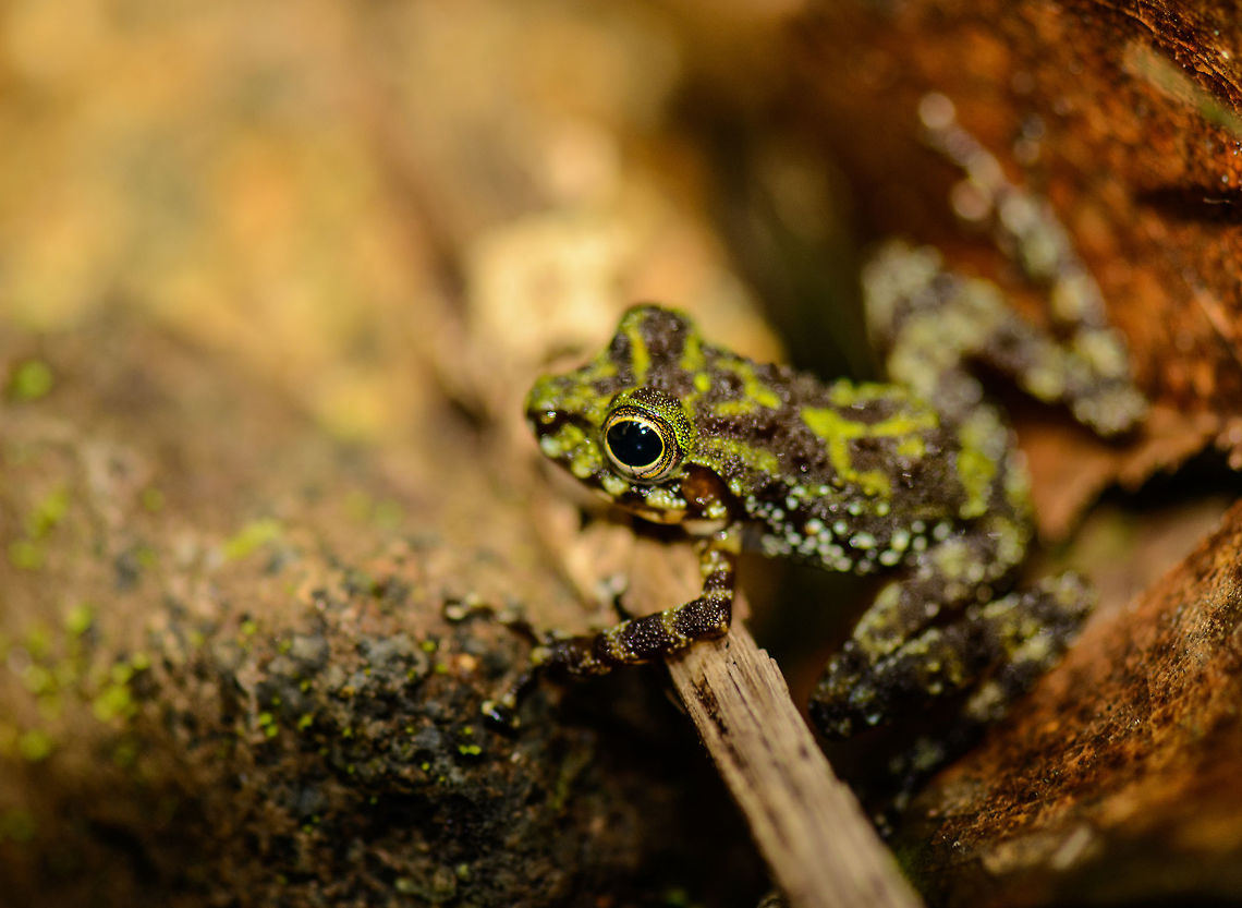 Webb's Madagascar Frog - closeup, Nosy Mangabe, Madagascar A side view of a gorgeous little amphibian found on the forest floor of Nosy Mangabe, an uninhabited island near the north-east coast of Madagascar. Reference used for identification:<br />
<br />
<a href="http://www.wildherps.com/species/M.webbi.html" rel="nofollow">http://www.wildherps.com/species/M.webbi.html</a><br />
<br />
Top view:<br />
<figure class="photo"><a href="https://www.jungledragon.com/image/33516/webbs_madagascar_frog_nosy_mangabe_madagascar.html" title="Webb&#039;s Madagascar Frog, Nosy Mangabe, Madagascar"><img src="https://s3.amazonaws.com/media.jungledragon.com/images/2/33516_thumb.jpg?AWSAccessKeyId=05GMT0V3GWVNE7GGM1R2&Expires=1759968010&Signature=VTfXwI3aNZpY9UORejLhubyfp6o%3D" width="200" height="134" alt="Webb&#039;s Madagascar Frog, Nosy Mangabe, Madagascar A top view of a gorgeous little amphibian found on the forest floor of Nosy Mangabe, an uninhabited island near the north-east coast of Madagascar. Reference used for identification:<br />
<br />
http://www.wildherps.com/species/M.webbi.html<br />
<br />
Side view:<br />
http://www.jungledragon.com/image/33515/webbs_madagascar_frog_-_closeup_nosy_mangabe_madagascar.html<br />
<br />
Macro:<br />
http://www.jungledragon.com/image/33514/webbs_madagascar_frog_-_macro_nosy_mangabe_madagascar.html Africa,Geotagged,Madagascar,Madagascar North,Mantidactylus webbi,Nosy Mangabe,Spring,World" /></a></figure><br />
<br />
Macro:<br />
<figure class="photo"><a href="https://www.jungledragon.com/image/33514/webbs_madagascar_frog_-_macro_nosy_mangabe_madagascar.html" title="Webb&#039;s Madagascar Frog - macro, Nosy Mangabe, Madagascar"><img src="https://s3.amazonaws.com/media.jungledragon.com/images/2/33514_thumb.jpg?AWSAccessKeyId=05GMT0V3GWVNE7GGM1R2&Expires=1759968010&Signature=gdC3vikIL0fpHaTtk6NwS%2F1mT0k%3D" width="200" height="134" alt="Webb&#039;s Madagascar Frog - macro, Nosy Mangabe, Madagascar A macro side view of a gorgeous little amphibian found on the forest floor of Nosy Mangabe, an uninhabited island near the north-east coast of Madagascar. Reference used for identification:<br />
<br />
http://www.wildherps.com/species/M.webbi.html<br />
<br />
Top view:<br />
http://www.jungledragon.com/image/33516/webbs_madagascar_frog_nosy_mangabe_madagascar.html Africa,Geotagged,Madagascar,Madagascar North,Mantidactylus webbi,Nosy Mangabe,Spring,Webb&#039;s Madagascar Frog,World" /></a></figure> Africa,Geotagged,Madagascar,Madagascar North,Mantidactylus webbi,Nosy Mangabe,Spring,Webb's Madagascar Frog,World
