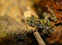 Webb's Madagascar Frog - closeup, Nosy Mangabe, Madagascar A side view of a gorgeous little amphibian found on the forest floor of Nosy Mangabe, an uninhabited island near the north-east coast of Madagascar. Reference used for identification:<br />
<br />
http://www.wildherps.com/species/M.webbi.html<br />
<br />
Top view:<br />
http://www.jungledragon.com/image/33516/webbs_madagascar_frog_nosy_mangabe_madagascar.html<br />
<br />
Macro:<br />
http://www.jungledragon.com/image/33514/webbs_madagascar_frog_-_macro_nosy_mangabe_madagascar.html Africa,Geotagged,Madagascar,Madagascar North,Mantidactylus webbi,Nosy Mangabe,Spring,Webb's Madagascar Frog,World