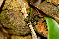 Webb's Madagascar Frog, Nosy Mangabe, Madagascar A top view of a gorgeous little amphibian found on the forest floor of Nosy Mangabe, an uninhabited island near the north-east coast of Madagascar. Reference used for identification:<br />
<br />
http://www.wildherps.com/species/M.webbi.html<br />
<br />
Side view:<br />
http://www.jungledragon.com/image/33515/webbs_madagascar_frog_-_closeup_nosy_mangabe_madagascar.html<br />
<br />
Macro:<br />
http://www.jungledragon.com/image/33514/webbs_madagascar_frog_-_macro_nosy_mangabe_madagascar.html Africa,Geotagged,Madagascar,Madagascar North,Mantidactylus webbi,Nosy Mangabe,Spring,World