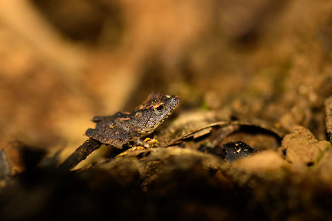 East Betsileo Frog