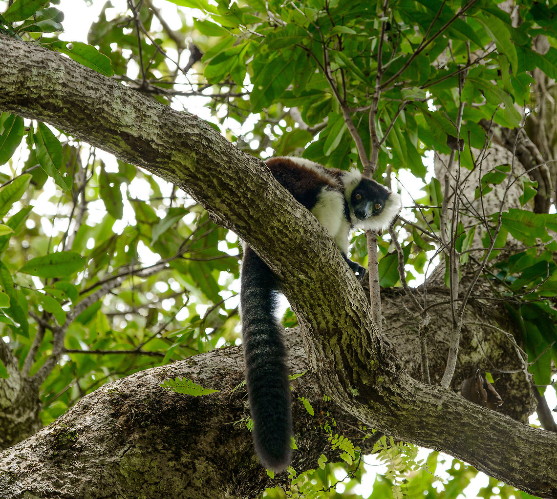 Curious Northern/White-belted black-and-white ruffed lemur, Nosy Mangabe, Madagascar A view of a White-belted black-and-white ruffed lemur looking down on us in Nosy Mangabe, Madagascar. This photo shows the typical brown coat of this sub species. Also check out the incredible long and fat tail. Africa,Geotagged,Madagascar,Madagascar North,Northern black-and-white ruffed lemur,Nosy Mangabe,Spring,Varecia variegata subcincta,World
