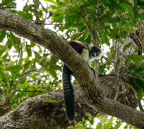Northern black-and-white ruffed lemur