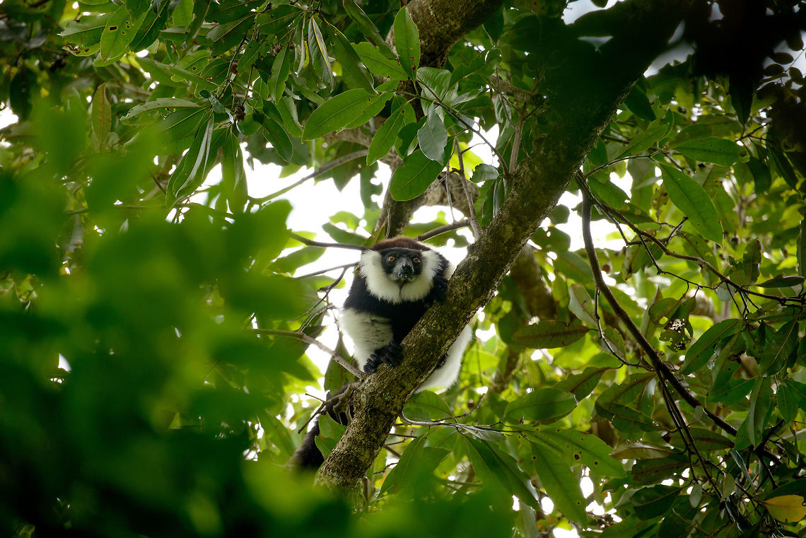 Northern/White-belted black-and-white ruffed lemur, Nosy Mangabe, Madagascar Our first view of this White-belted black-and-white ruffed lemur, a sub species of the black-and-white ruffed lemur. This sub species can be recognized by its white belt (not visible on this photo) below its shoulders, even easier to see is the brown color of its main coat. <br />
<br />
This is one of two lemur species found on the island of Nosy Mangabe, the other being the White-fronted brown lemur, which unfortunately we did not see. <br />
<br />
All sub species of the black-and-white ruffed lemur are endangered or critically endangered due to a sharp decline in available habitat. Africa,Geotagged,Madagascar,Madagascar North,Northern black-and-white ruffed lemur,Nosy Mangabe,Spring,Varecia variegata subcincta,World